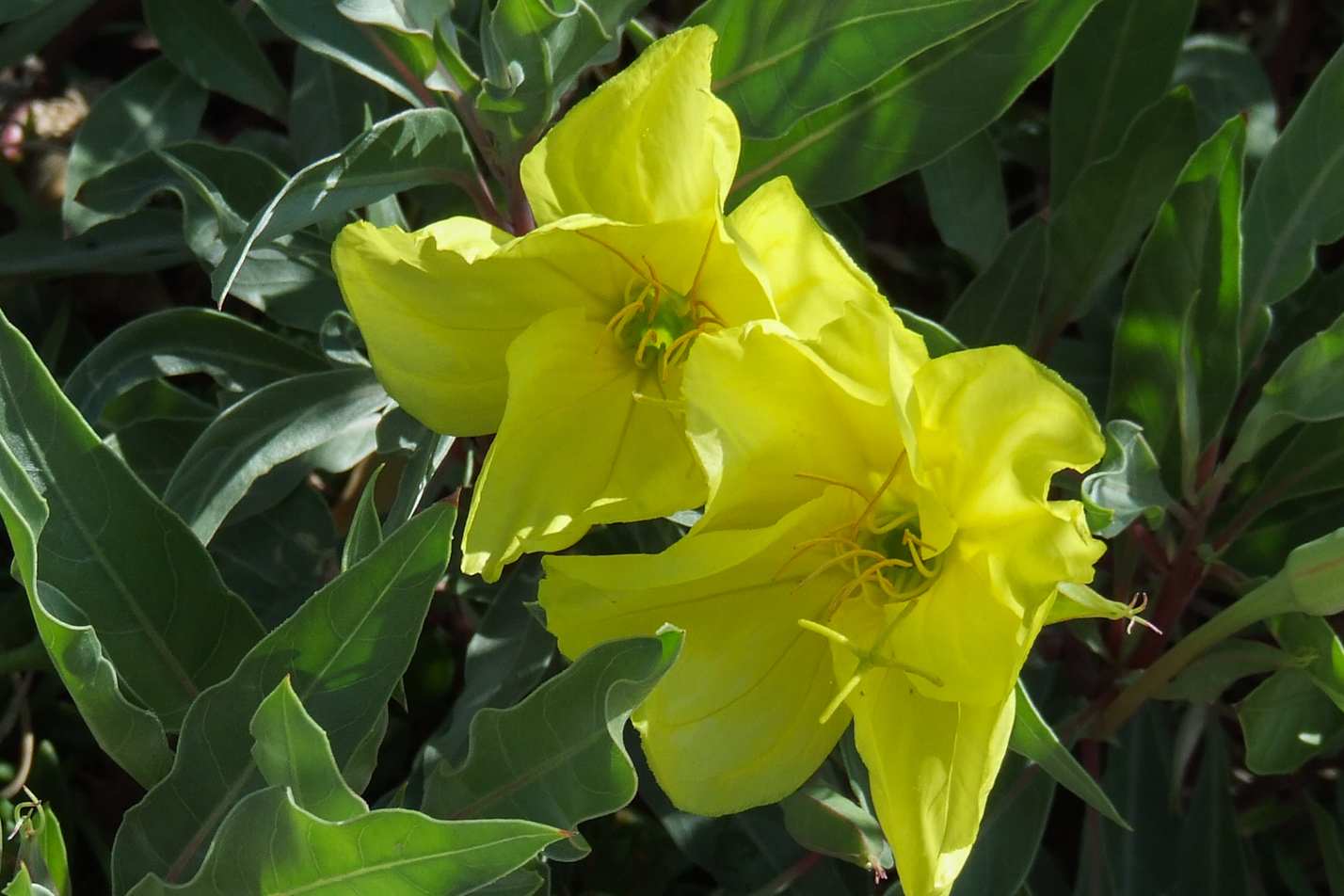 Missouri Evening Primrose